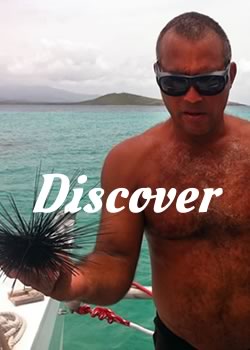 discover the Puerto Rican marine life